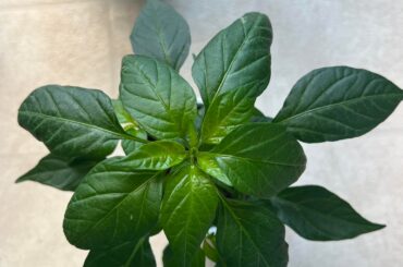 Sowed on 2/14 Thai Dragon