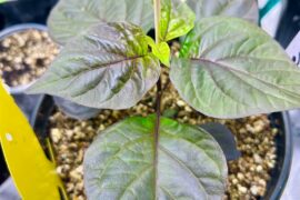 Some Pink Tiger axillary growth!