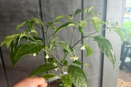 I swear I’ll start later next year.