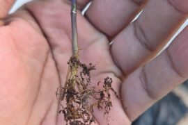 Something wrong with my chilli pepper roots?