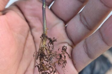 Something wrong with my chilli pepper roots?