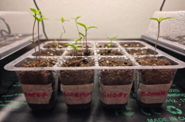 Why are my pepper seedlings doing this?