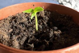 3 cotyledon Bhut Jolokia Yellow
