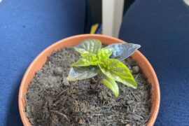 Any advice what’s going on with these Carolina reapers seedlings