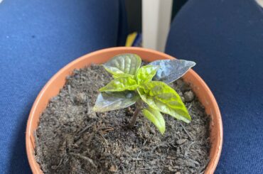 Any advice what’s going on with these Carolina reapers seedlings