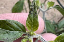 First time grower question