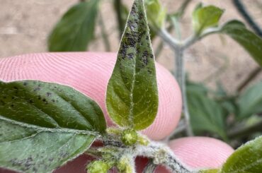 First time grower question