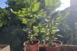 Roxa Tralala White soaking up the evening sun