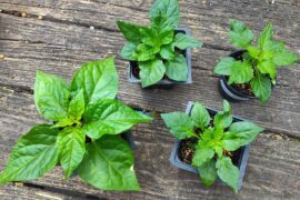 What's up with my Brazilian ghost plants?