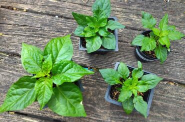 What's up with my Brazilian ghost plants?