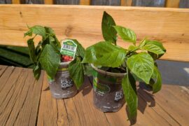 Haven't grown since 2020, super excited to get back into it this year!