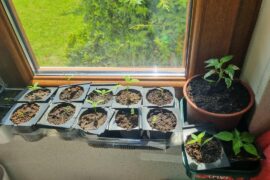 My rather humble seedling corner :)