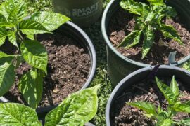 Starting to harden my stock