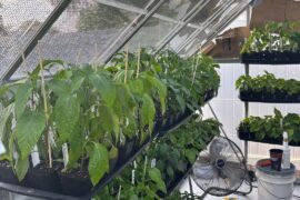 Are you tired of seeing my plants yet?