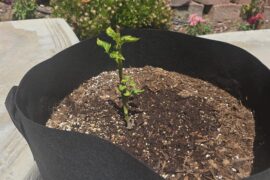 Is my jalapeno buddy here gonna be ok?