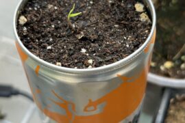 My PIAC has sprouted.