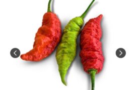 crossbreeding personal project