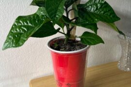 Is my habenro too slow?