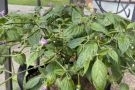 Experienced growers of C. pubescens, what low temps can they tolerate without stress?