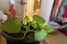 Stunted fresno pepper plant