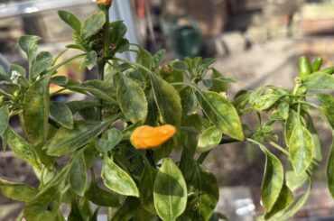 Lost label - what is this