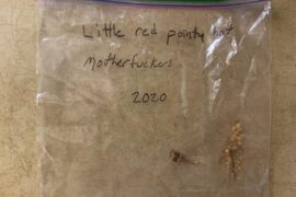 I found this bag of seeds on top of my fridge that I harvested in 2020. Hoping I get some germination!