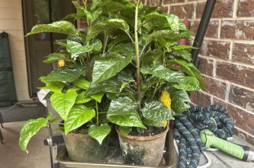 Anyone in Dallas need a couple reaper plants?