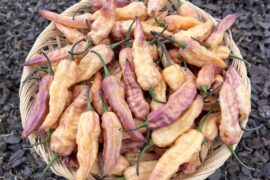 THANOS. All caps for expression. These peppers are amazing.