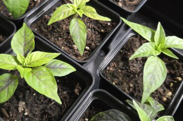 What's wrong with my green chilli plants