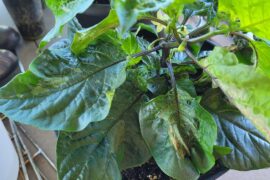 Trouble with Plant Starts