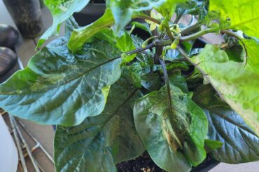 Trouble with Plant Starts