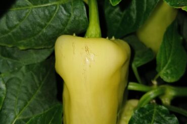 Corking on Sugar Rush?