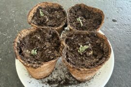 Can they be saved? /s