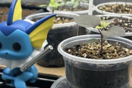 Just like that, they’re almost ready for 1 gal. homes.