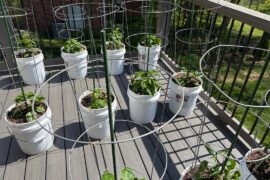 Second year of five gallon container plant setup