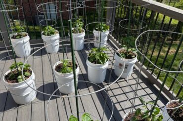 Second year of five gallon container plant setup