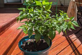 Overwintered Carolina Reaper Advice