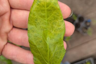 what causes leaves to look like this and fall off?