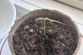 What causes sprouted seeds leaves to curl from the tips?