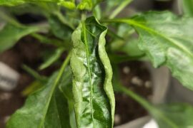 Chili plants looking sick after repotting - yellow tips & curling leaves