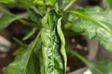 Chili plants looking sick after repotting - yellow tips & curling leaves