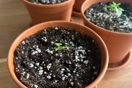 Twin chili plant from one seed