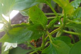 Help identifying tiny eggs on new leaves