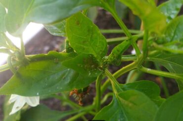 Help identifying tiny eggs on new leaves