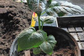 Finishing pot up with March 4th seeds