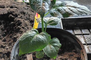 Finishing pot up with March 4th seeds