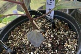 Drip irrigators installed on the coco plants today.