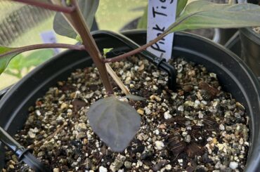 Drip irrigators installed on the coco plants today.