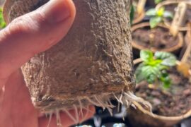 Think I may have an issue..have these pots in a tray, water pooled in the tray, now roots are growing through pots..