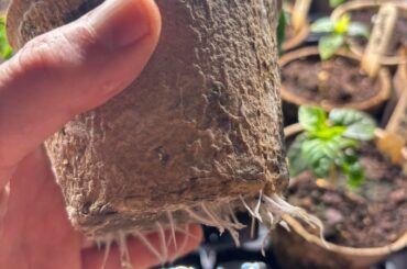 Think I may have an issue..have these pots in a tray, water pooled in the tray, now roots are growing through pots..